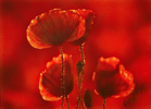 Mohn